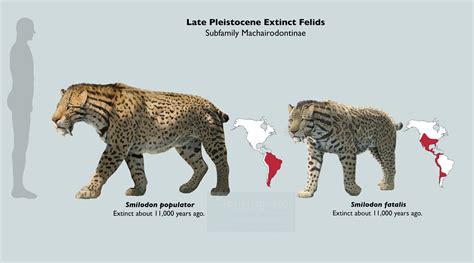 panthera onca range map.